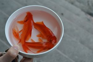 Truyền thống thả cá, đưa ông Táo về trời của người Hoa